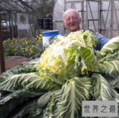 世界上最大的花菜有多大？重达54斤！