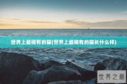 世界上最稀有的猫(世界上最稀有的猫长什么样)