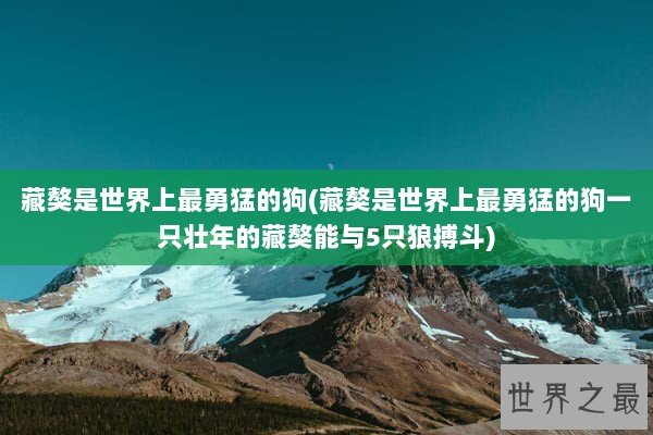 藏獒是世界上最勇猛的狗(藏獒是世界上最勇猛的狗一只壮年的藏獒能与5只狼搏斗)