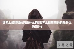 世界上最聪明的狗是什么狗(世界上最聪明的狗是什么狗图片)