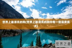 世界上最漂亮的狗(世界上最漂亮的狗中有一些是贵宾犬)