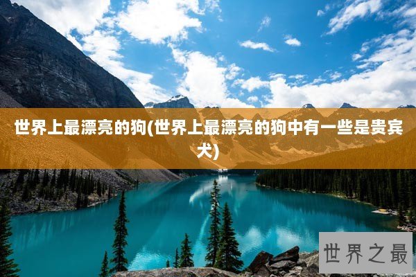 世界上最漂亮的狗(世界上最漂亮的狗中有一些是贵宾犬)