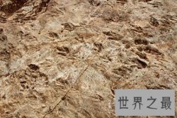 【图】世界上最长的恐龙足迹