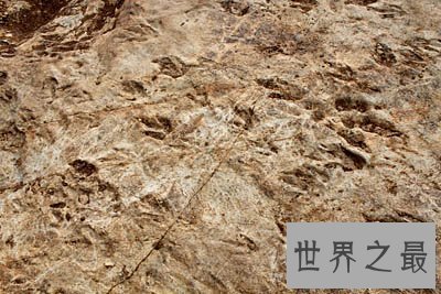【图】世界上最长的恐龙足迹
