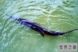 【图】世界上最长的淡水鱼