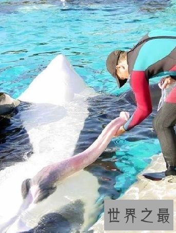 【图】世界上最大的动物阴茎