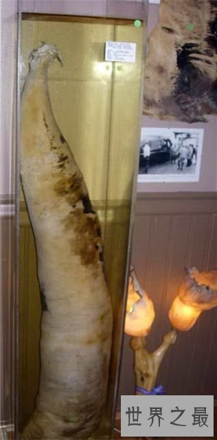 【图】世界上最大的动物阴茎