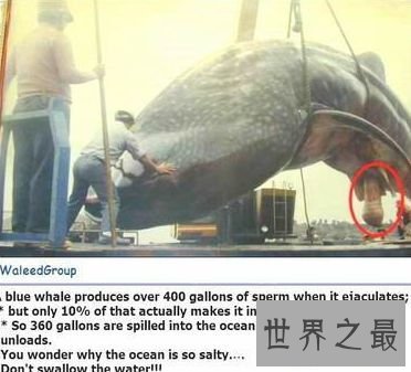 【图】世界上最大的动物阴茎