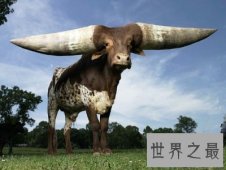 【图】世界上最大的牛角