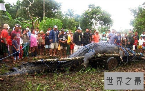 【图】世界上最长的鳄鱼