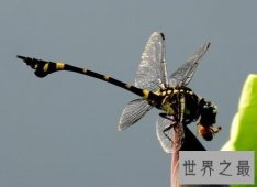 【图】世界上最快的昆虫
