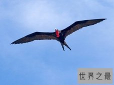 【图】关于鸟类的世界之最，活104岁