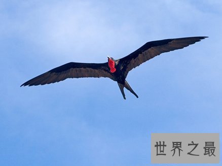 【图】关于鸟类的世界之最，活104岁