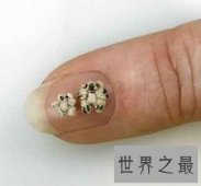 【图】世界上最小泰迪熊