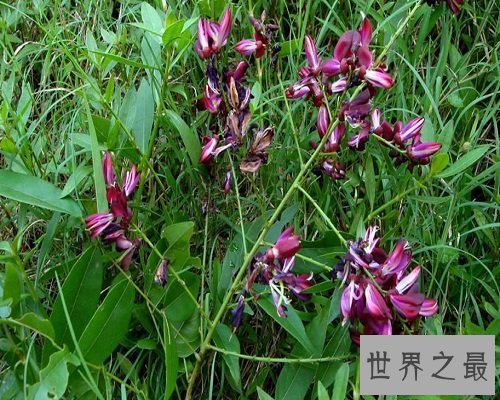 【图】功能最多的植物——鸡血藤