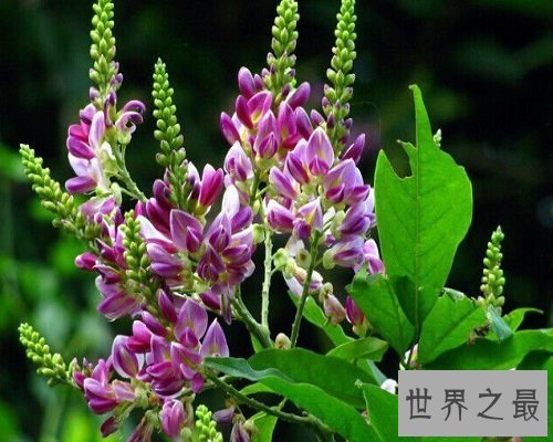 【图】功能最多的植物——鸡血藤