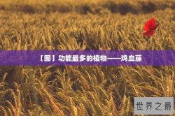 【图】功能最多的植物——鸡血藤