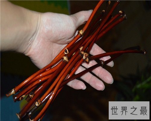 【图】功能最多的植物——鸡血藤