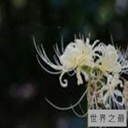 【图】 彼岸花花语，你了解多少？