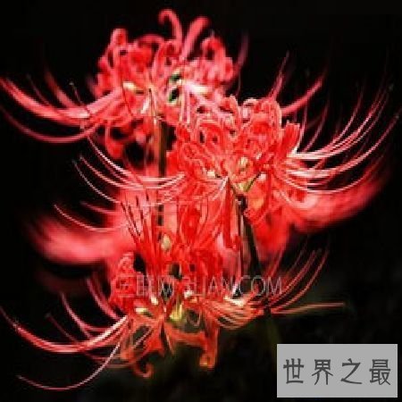 【图】 彼岸花花语，你了解多少？
