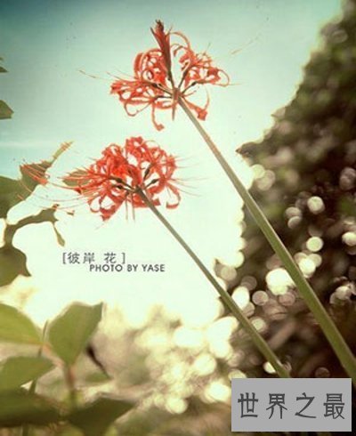 【图】 彼岸花花语，你了解多少？