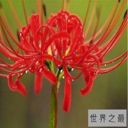 【图】 彼岸花花语，你了解多少？