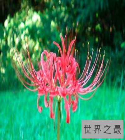 【图】 彼岸花花语，你了解多少？