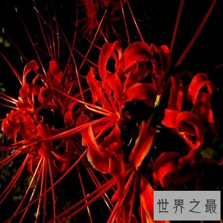 【图】 彼岸花花语，你了解多少？