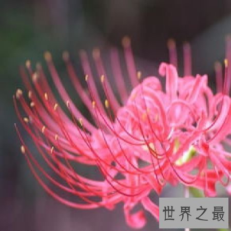 【图】 彼岸花花语，你了解多少？