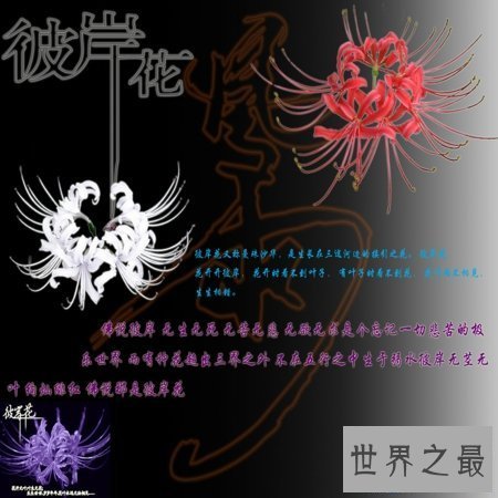 【图】 彼岸花花语，你了解多少？