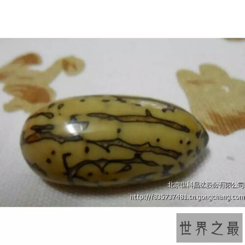 【图】千眼菩提是一种有名的果子，你还当它是石头吗