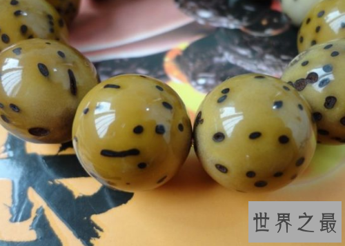 【图】千眼菩提是一种有名的果子，你还当它是石头吗