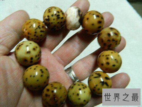 【图】千眼菩提是一种有名的果子，你还当它是石头吗