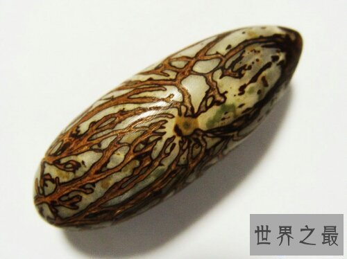 【图】千眼菩提是一种有名的果子，你还当它是石头吗