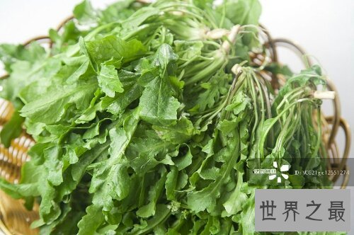 【图】荠菜大家都吃过吗？这有几张荠菜图片来看一下