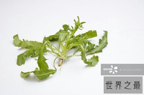 【图】荠菜大家都吃过吗？这有几张荠菜图片来看一下