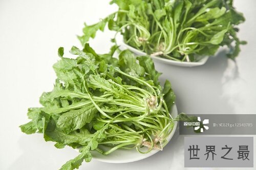 【图】荠菜大家都吃过吗？这有几张荠菜图片来看一下