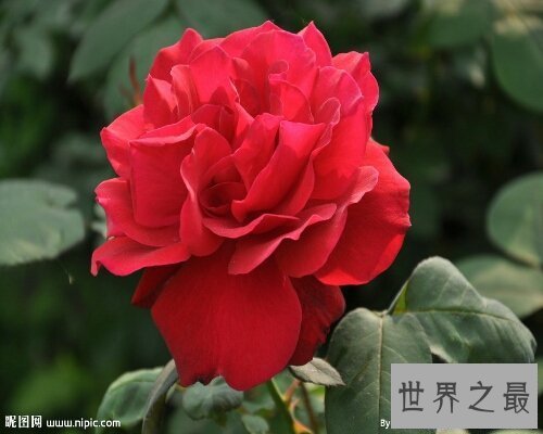 【图】月季花，中国有名的国花，妖艳诱人