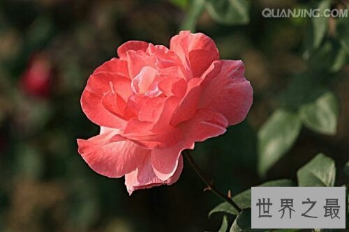 【图】月季花，中国有名的国花，妖艳诱人