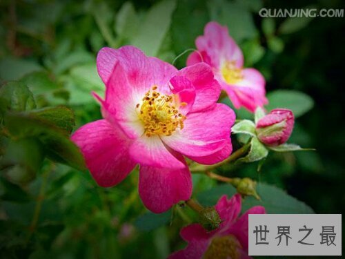 【图】月季花，中国有名的国花，妖艳诱人