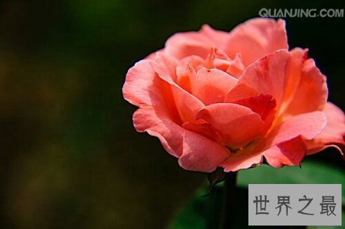 【图】月季花，中国有名的国花，妖艳诱人