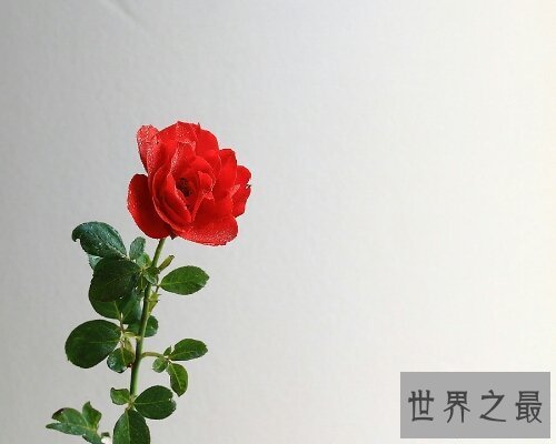 【图】月季花，中国有名的国花，妖艳诱人