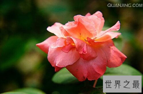 【图】月季花，中国有名的国花，妖艳诱人