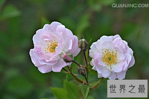 【图】月季花，中国有名的国花，妖艳诱人