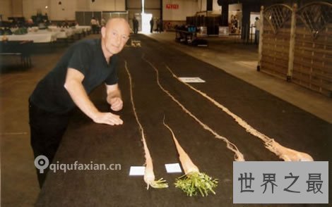 【图】世界上最长的胡萝卜