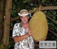 【图】世界上最大的菠萝蜜