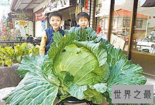 【图】世界上最大的卷心菜