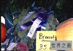 【图】世界上最大的青花菜