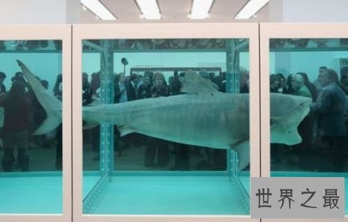 “死鲨鱼”艺术品——1200万美元