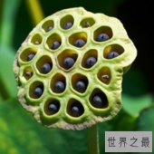【图】十大恐惧症排行榜 以及恐惧症的症状表现